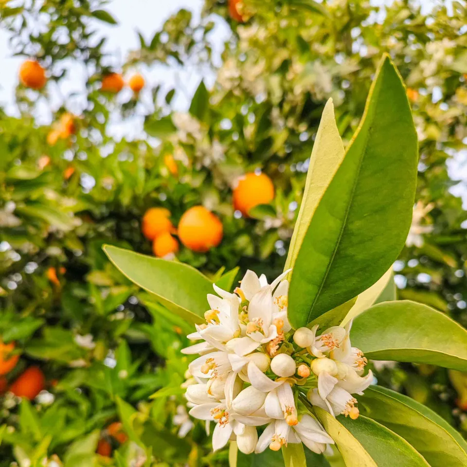 Naturayl Fleur dOranger duftlys sojavoks appelsinblomst