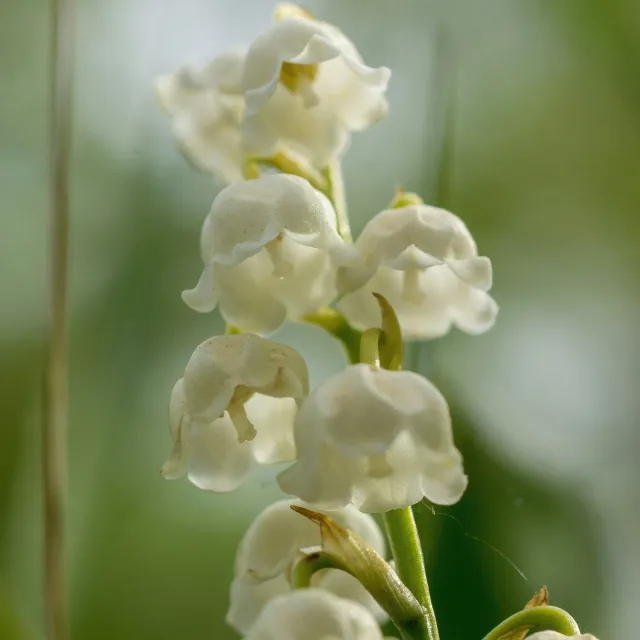 Naturayl Muguet duftlys liljekonval sojavoks
