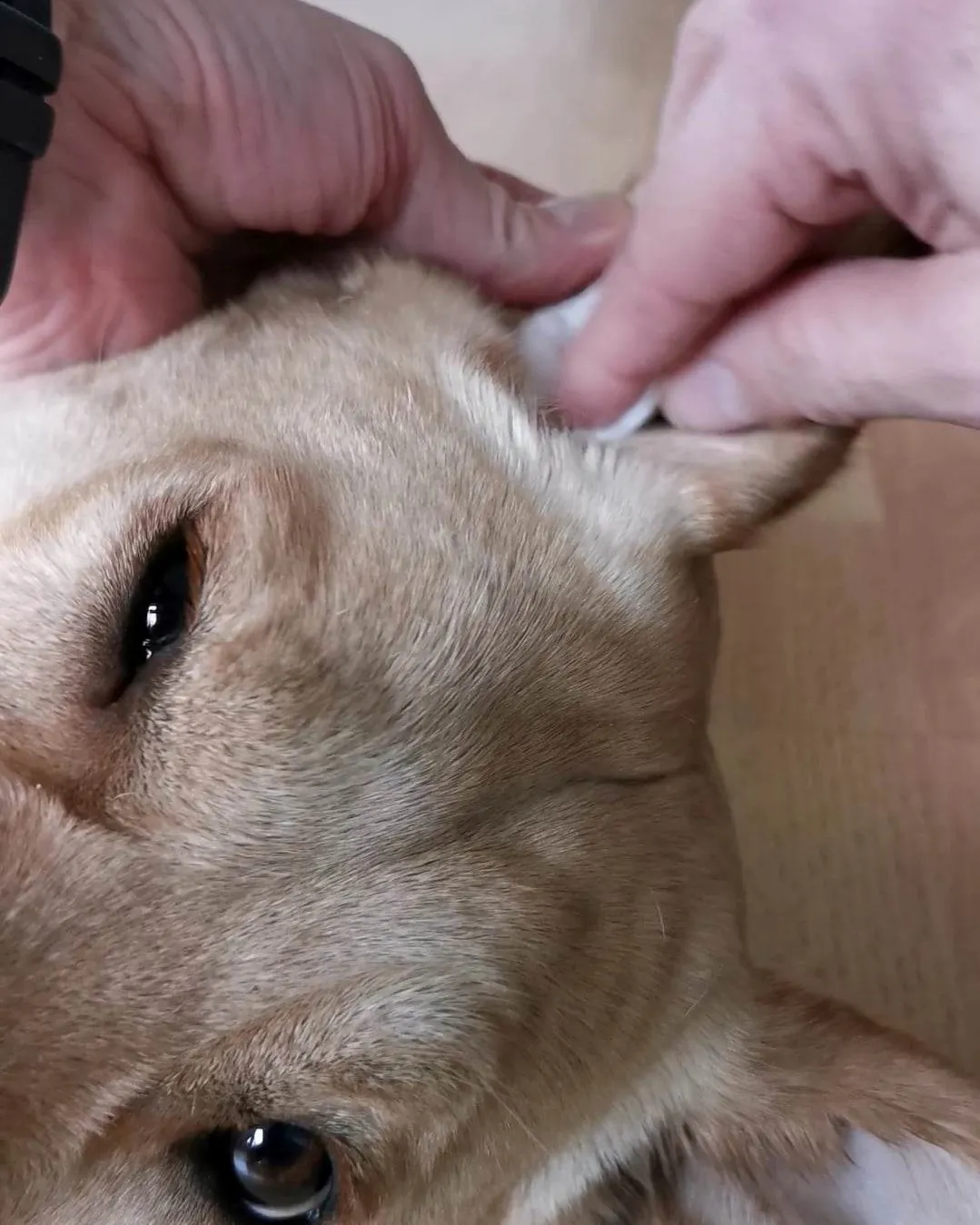 ourchoice øreplejesalve til hund og kat vegansk