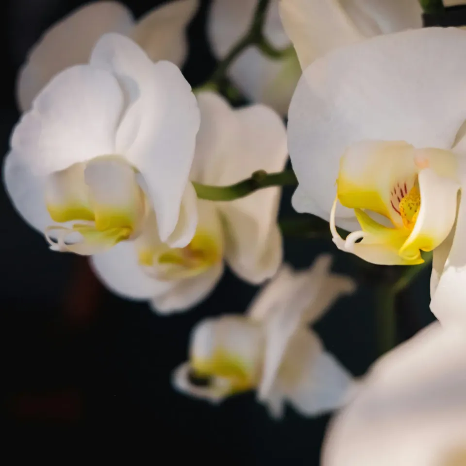Naturayl Orchidée Blanche duftlys hvid orkide