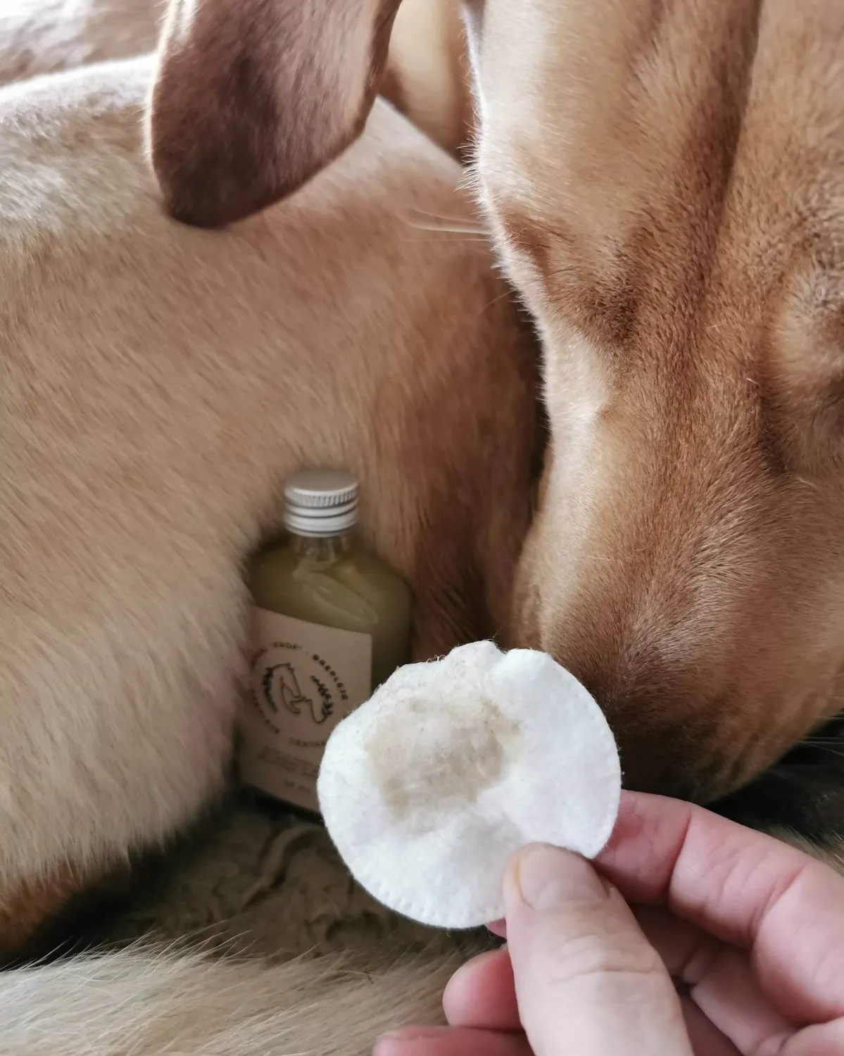 ourchoice øreplejesalve til hund og kat vegansk