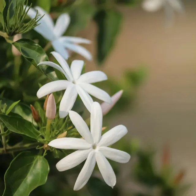 Naturayl Jasmin duftlys sojalys blomsterduft