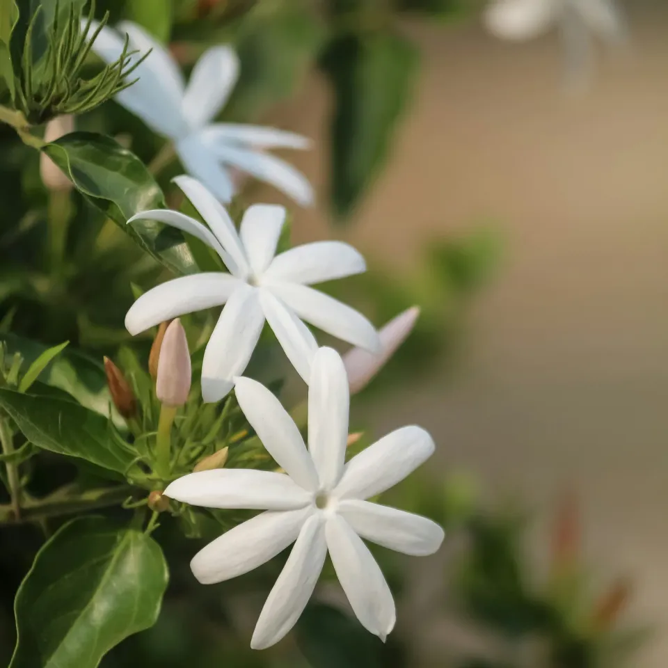 Naturayl Jasmin duftlys sojalys blomsterduft