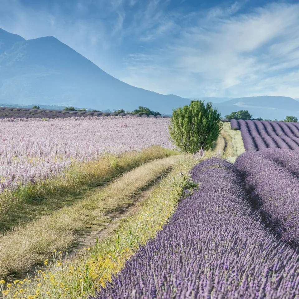 Naturayl Lavande duftlys sojavoks frisk lavendel