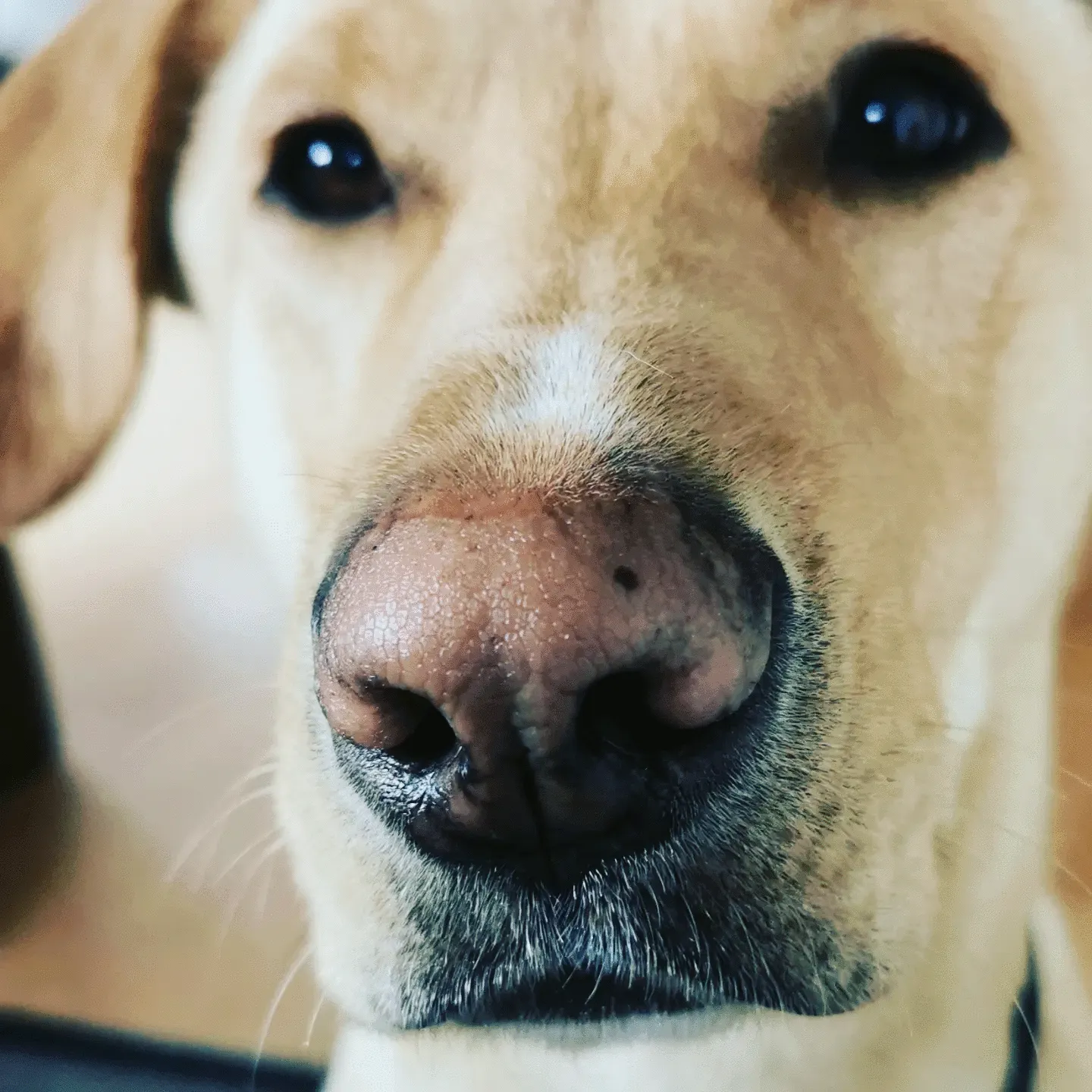 ourchoice Snudesalve til hund og kæledyr vegansk